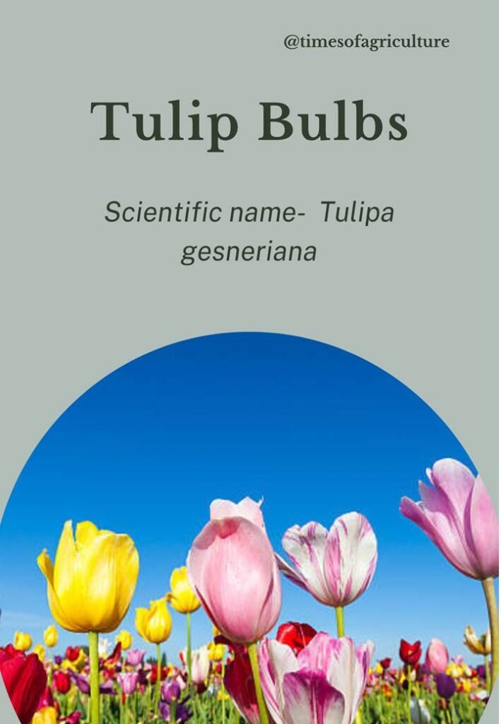 17th Century Tulip Bulbs-most expensive flowers in the world