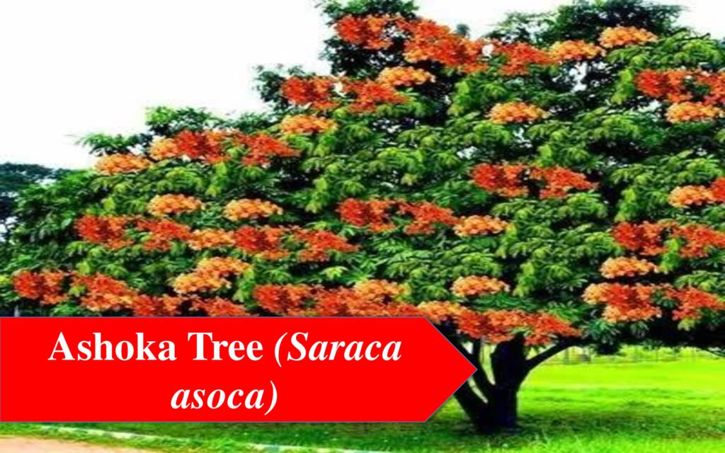 Ashoka tree- flowering plants in India