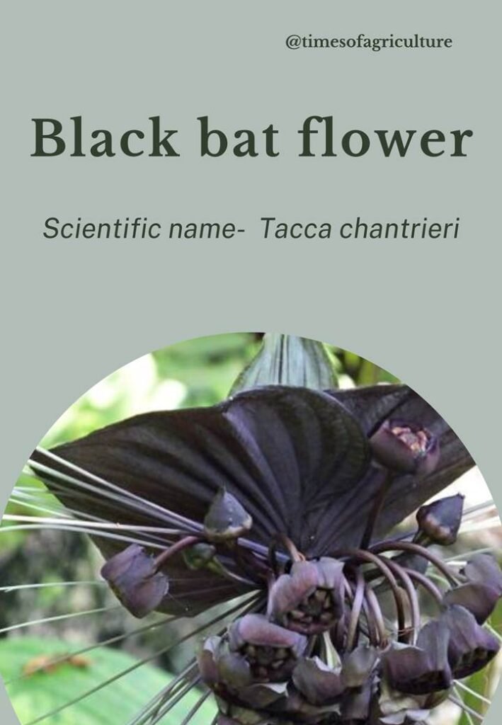 Black Bat Flower-most expensive flowers in the world