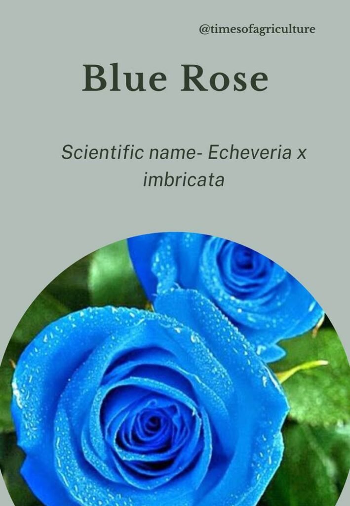 Blue Rose-most expensive flowers in the world