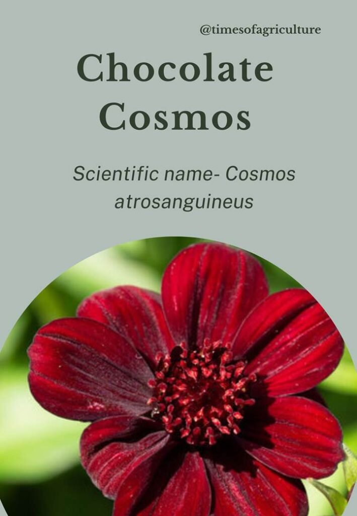 Chocolate Cosmos flower-most expensive flowers in the world