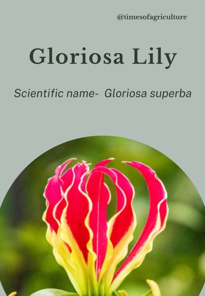 Gloriosa Lily-most expensive flowers in the world
