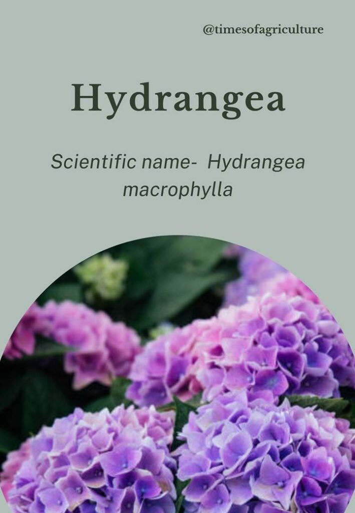 Hydrangea-most expensive flowers in the world