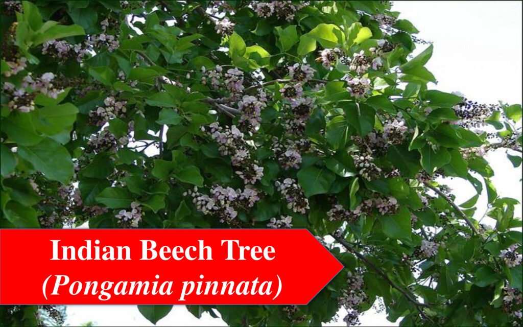 Indian Beech Tree 