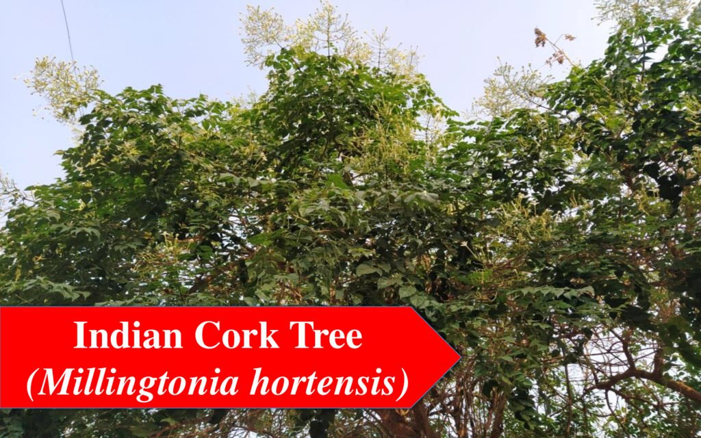 Indian Cork tree