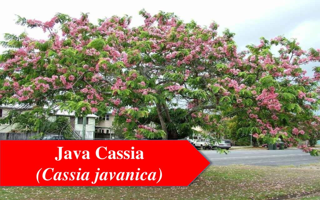 Java Cassia Tree - Flowering Trees in India