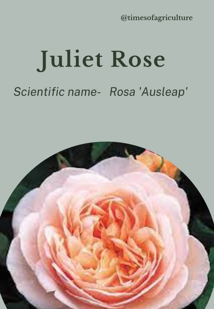 Juliet Rose-most expensive flowers in the world