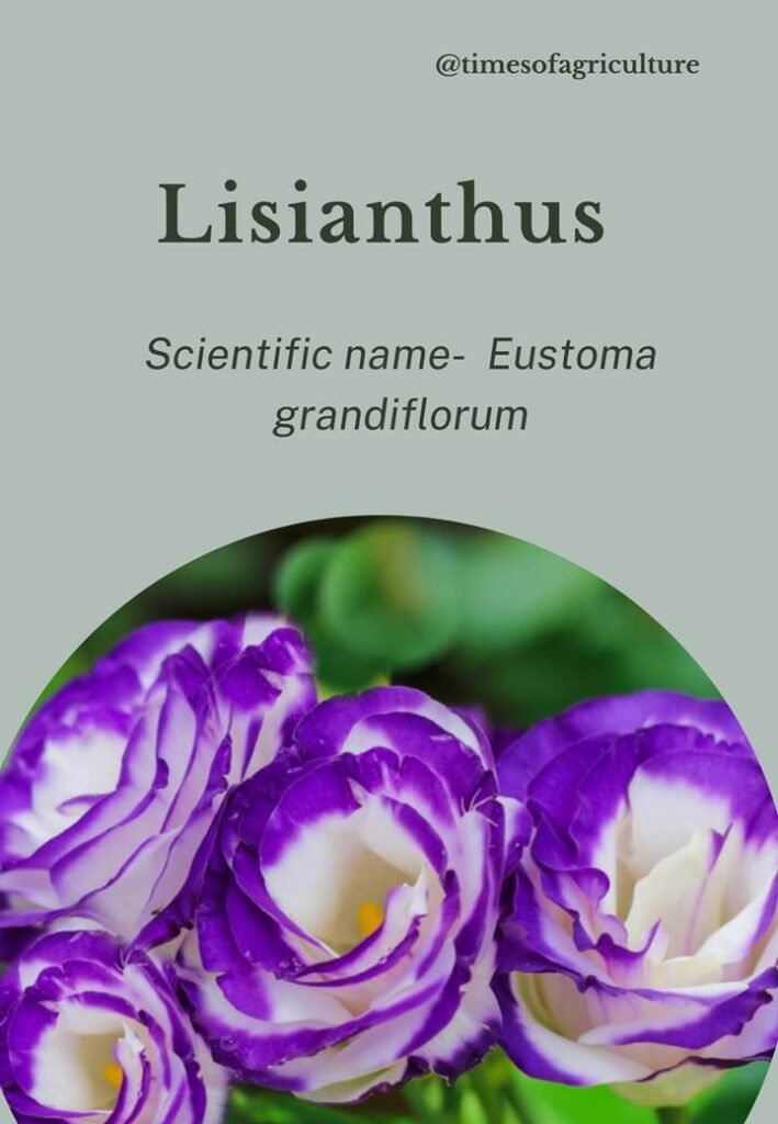 Lisianthus flower-most expensive flowers in the world