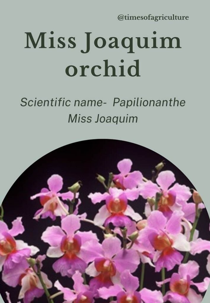 Miss Jaoquim orchid-most expensive flowers in the world