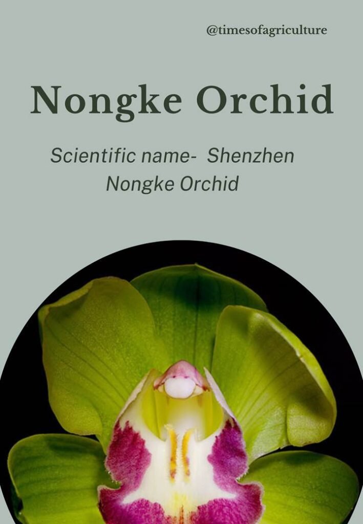 Nongke Orchid from Shenzen-most expensive flowers in the world