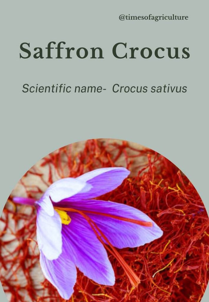 Saffron Crocus-most expensive flowers in the world