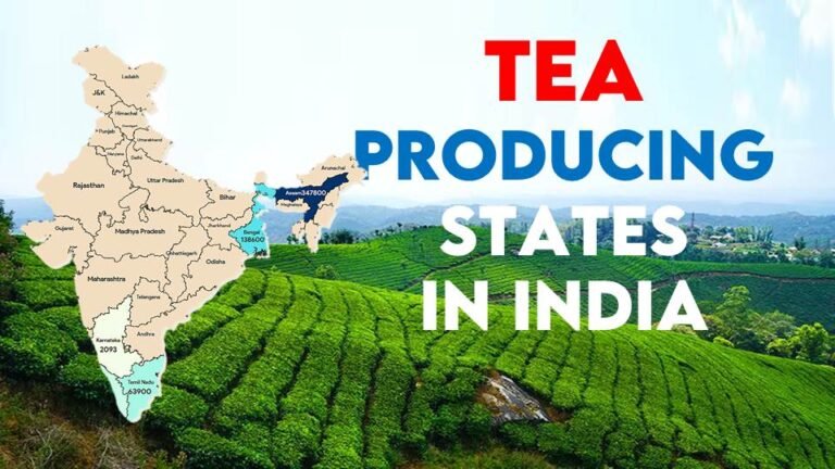 Top tea producing states in india