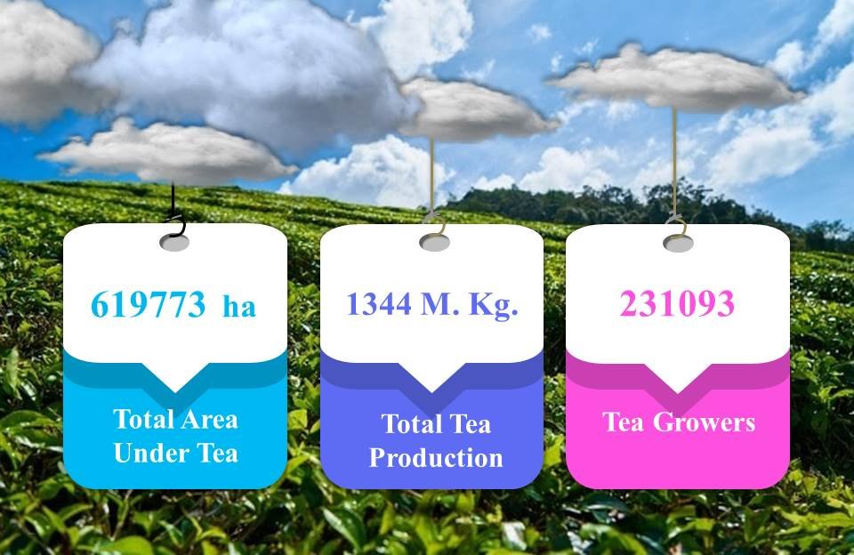 Tea Production in India