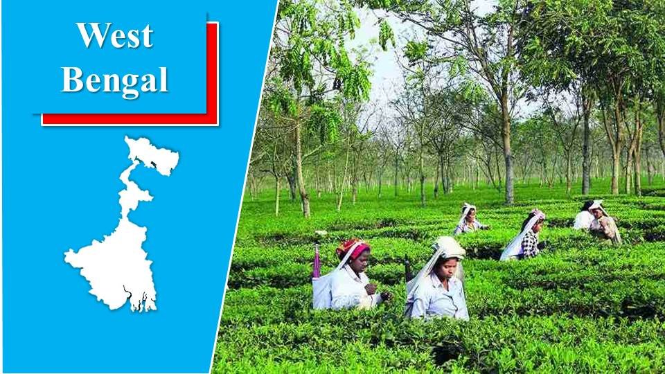 West Bengal - tea growing states in india