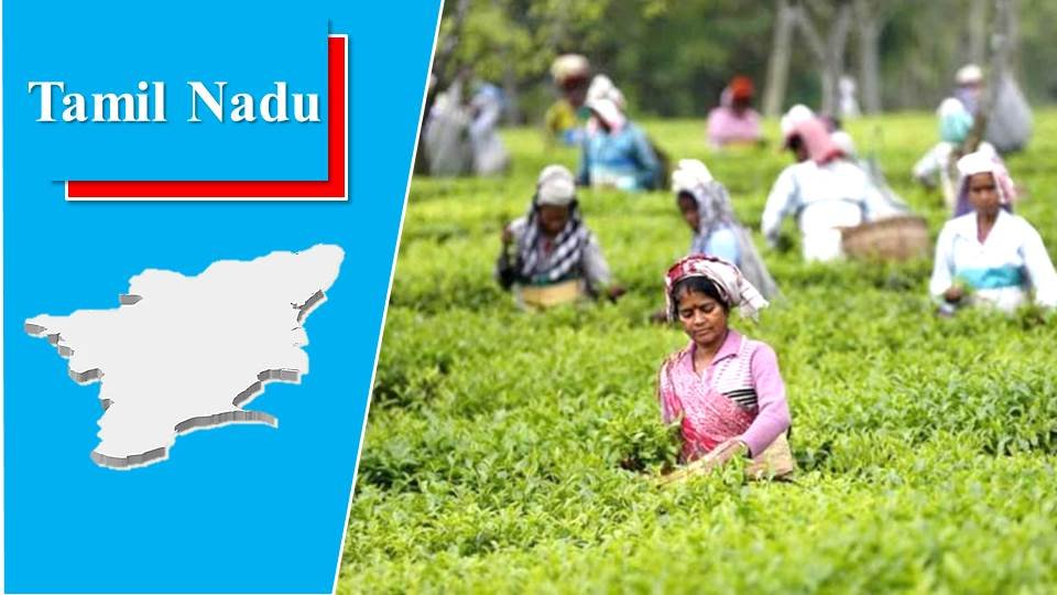 Tamil Nadu - tea growing states in india