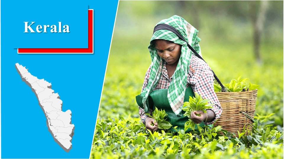 Kerla - Tea Producing States in India