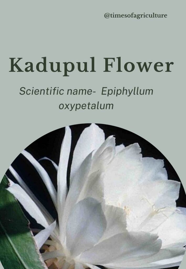 kadupul flower-most expensive flowers in the world