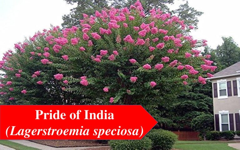 Top 23 Flowering Trees in India: Flower Tree for Home