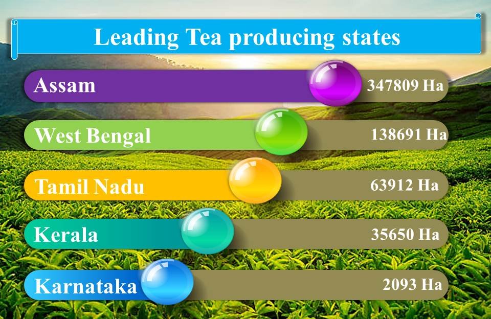 Tea Production in India 