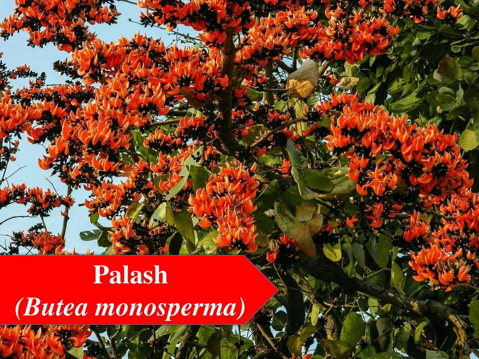Top 23 Flowering Trees in India: Flower Tree for Home