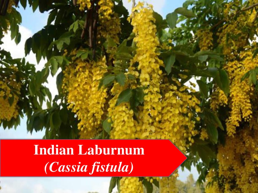 Indian Laburnum Tree- flowering trees in India