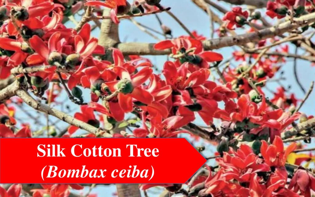 silk cotton tree ppt