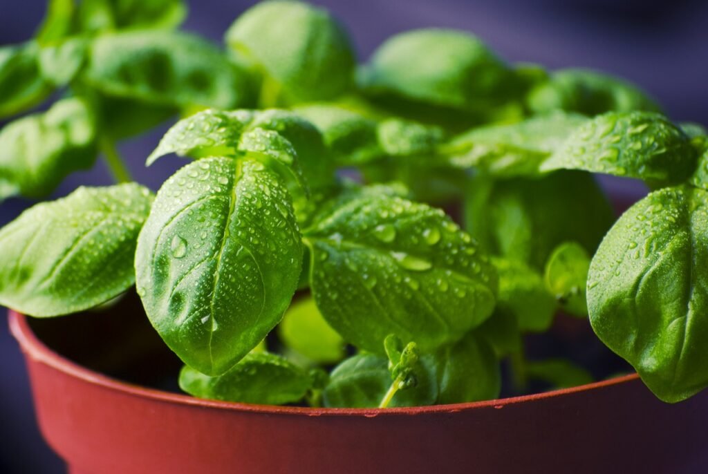 Tulsi Farming