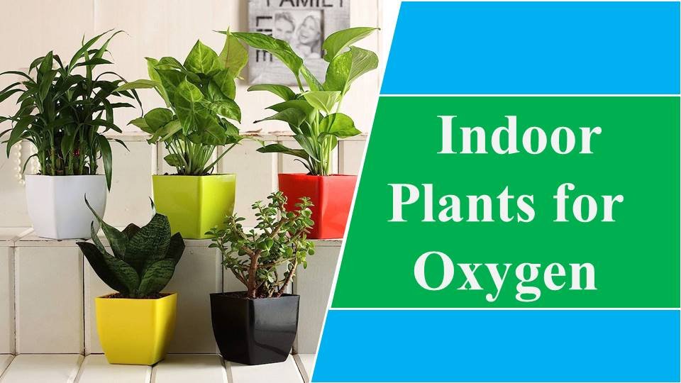 Indoor Plants for Oxygen