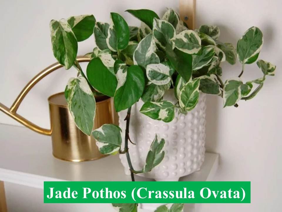 Jade Pothos (Crassula Ovata)- Types of Money Plant