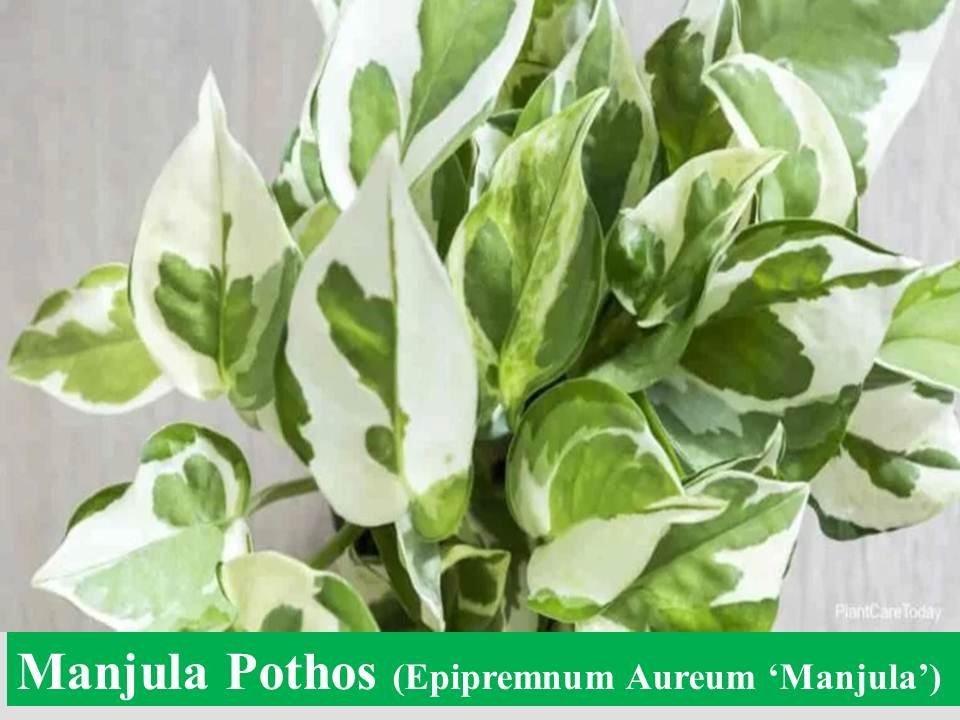 Manjula Pothos (Epipremnum Aureum ‘Manjula’)- Types of Money Plant