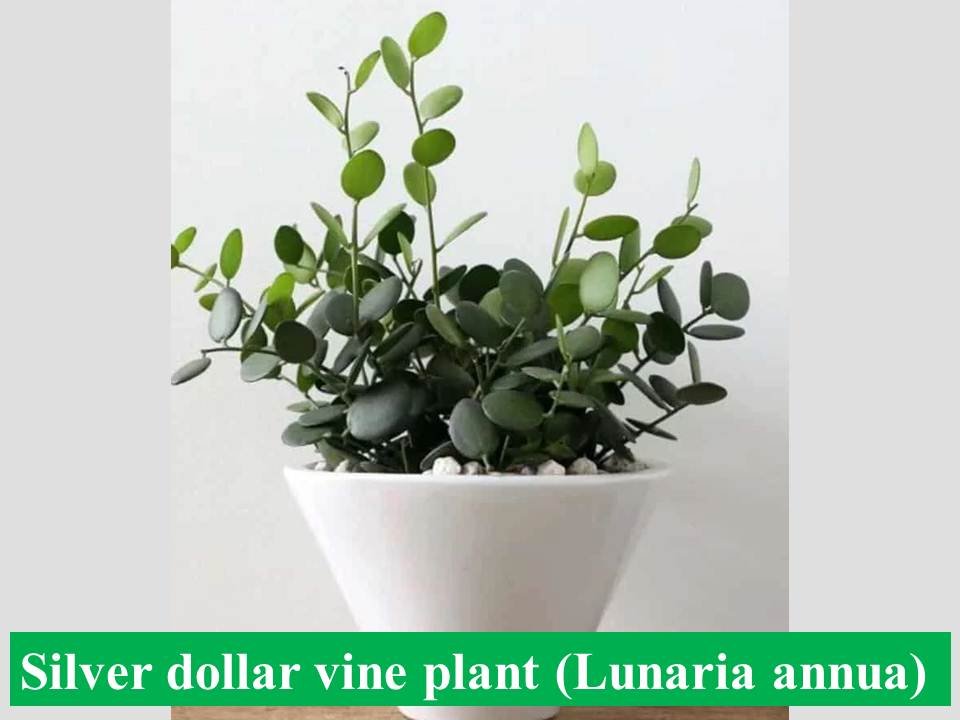 Silver dollar vine plant (Lunaria annua) -Types of Money Plant