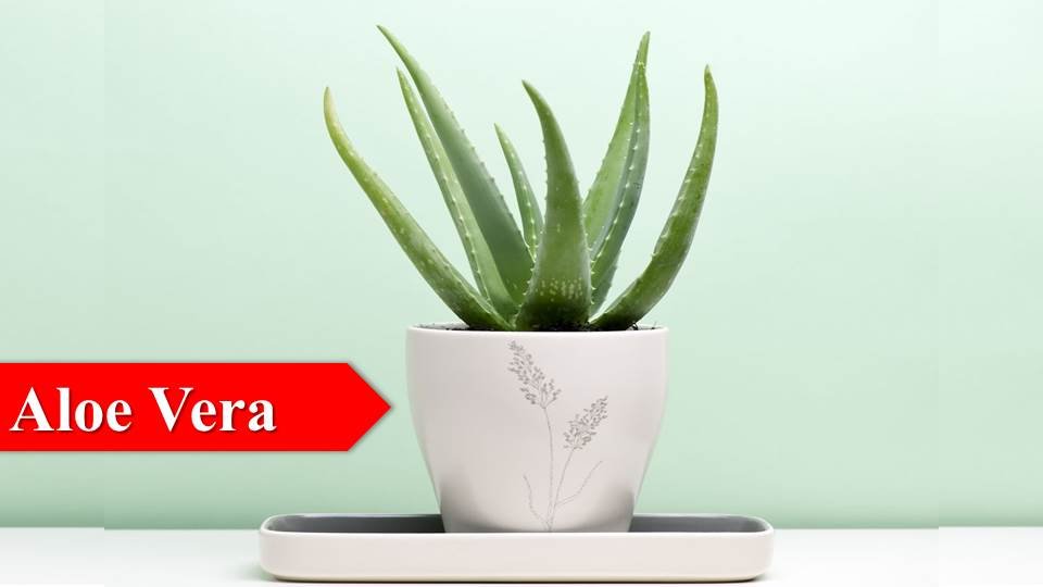 aloe vera -Indoor Plants for Oxygen