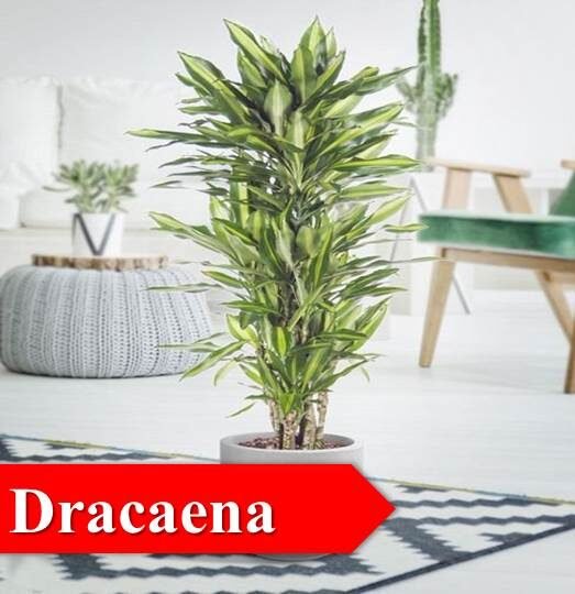 dracaena -Indoor Plants for Oxygen
