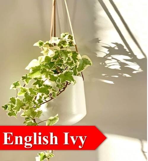 english ivy