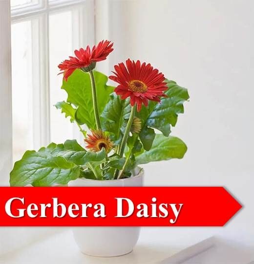 gerbera daisy