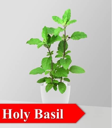 holy basil