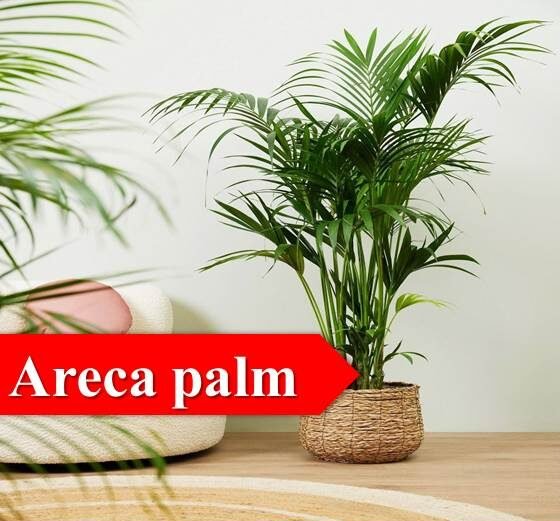 areca palm -Indoor Plants for Oxygen