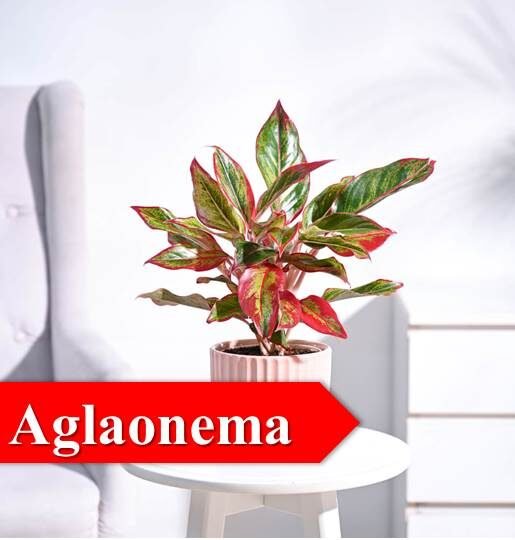 aglaonema -Indoor Plants for Oxygen