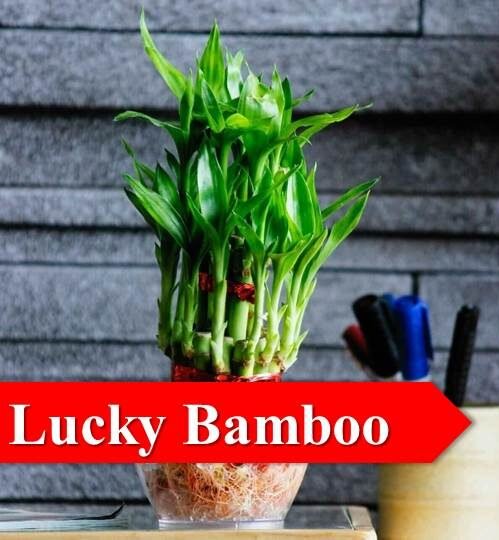 lucky bamboo