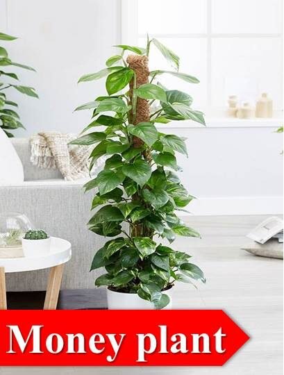 money plant