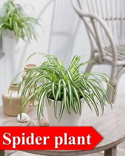 spider plant