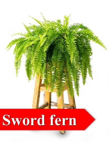 sword fern