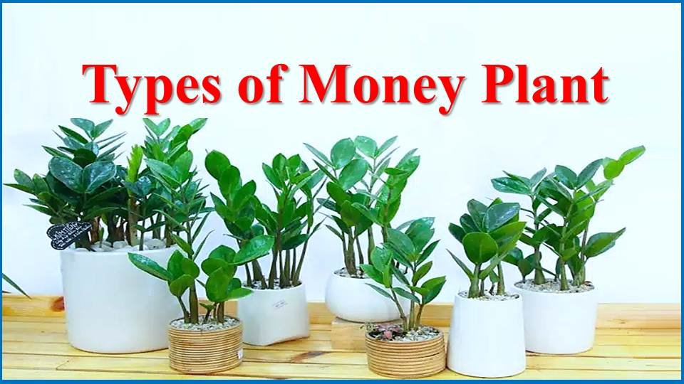 13 Different Types of Money Plant for Wealth and Good Vibes