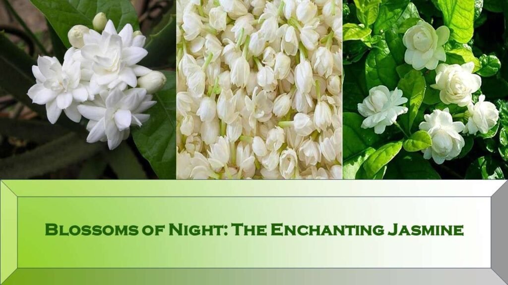 Jasmine- Blossoms of Night: The Enchanting Jasmine