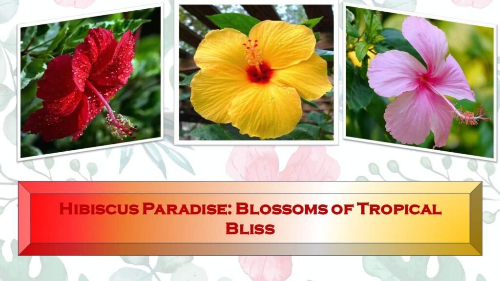 Hibiscus - Summer flowering plants