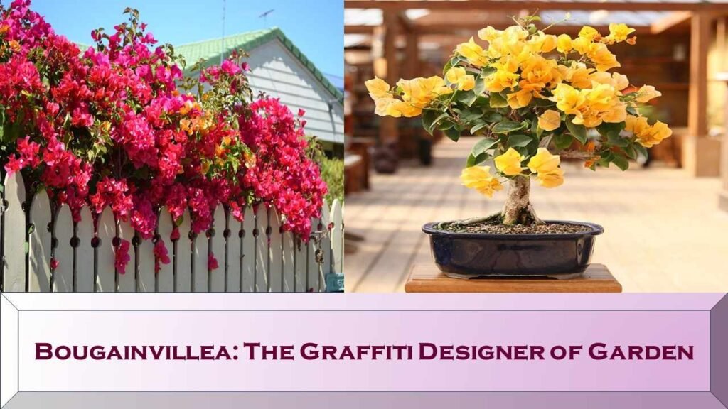 Bougainvillea - summer flowers in india  