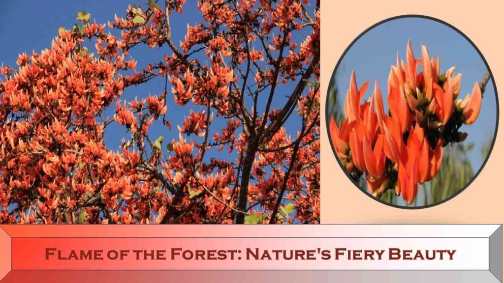 Palash Tree - Flame of the Forest: Nature's Fiery Beauty