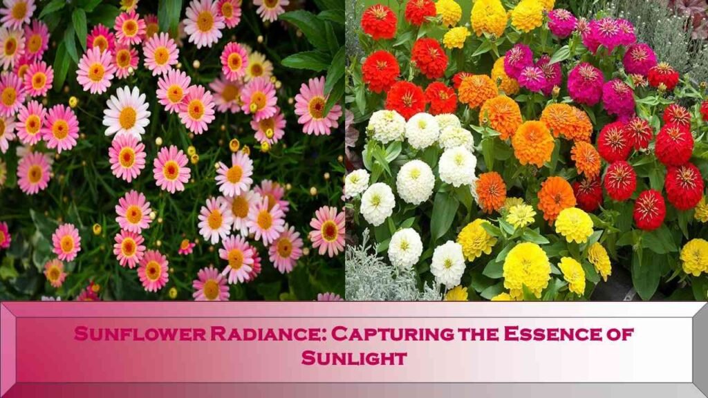 Summer Flowering Plants in India: Vibrant summer Season Flowers Plants