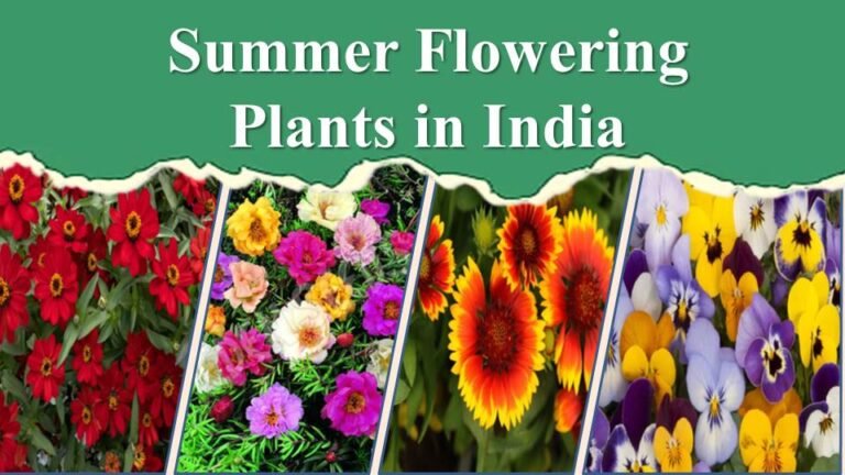 Summer Flowering Plants in India