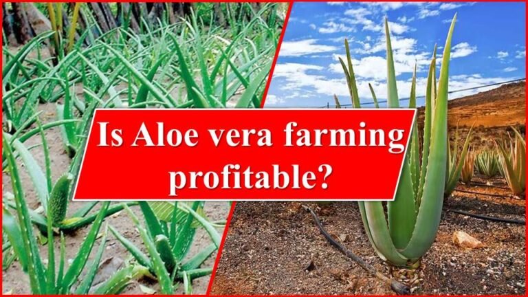 Is Aloe vera farming profitable